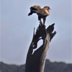 Aquila audax at Gundaroo, NSW - 10 Jun 2023