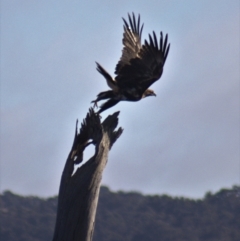 Aquila audax at Gundaroo, NSW - 10 Jun 2023 09:11 AM