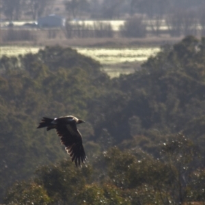 Aquila audax at Gundaroo, NSW - 10 Jun 2023