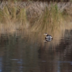 Tachybaptus novaehollandiae (Australasian Grebe) at Gundaroo, NSW - 10 Jun 2023 by Gunyijan