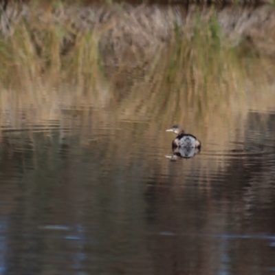 Tachybaptus novaehollandiae (Australasian Grebe) at Gundaroo, NSW - 10 Jun 2023 by Gunyijan