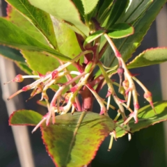 Arbutus unedo (Strawberry Tree) at O'Connor, ACT - 10 Jun 2023 by ConBoekel