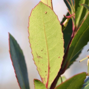 Arbutus unedo at O'Connor, ACT - 10 Jun 2023