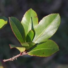 Arbutus unedo at O'Connor, ACT - 10 Jun 2023