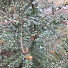Bursaria spinosa subsp. lasiophylla (Australian Blackthorn) at Campbell, ACT - 9 Jun 2023 by echidna11