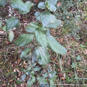 Viburnum tinus at Campbell, ACT - 9 Jun 2023 11:10 AM