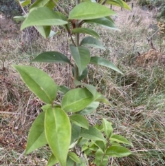 Ligustrum lucidum (Large-leaved Privet) at Campbell, ACT - 9 Jun 2023 by echidna11