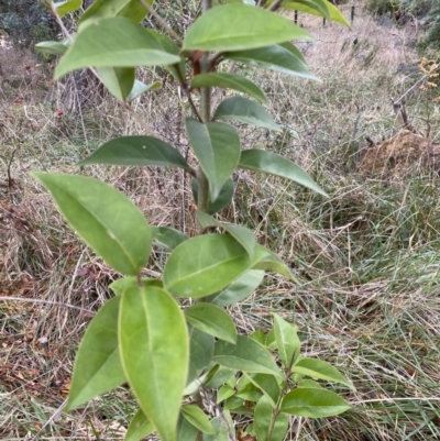 Ligustrum lucidum (Large-leaved Privet) at Ainslie volcanic grassland - 9 Jun 2023 by echidna11