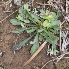 Goodenia pinnatifida (Scrambled Eggs) at Ainslie volcanic grassland - 9 Jun 2023 by echidna11