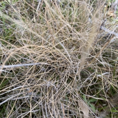 Eragrostis curvula (African Lovegrass) at Ainslie volcanic grassland - 9 Jun 2023 by echidna11