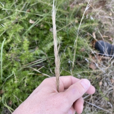 Poaceae (family) (Unidentified Grass) at Campbell, ACT - 9 Jun 2023 by echidna11