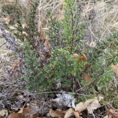 Cheilanthes sieberi subsp. sieberi (Mulga Rock Fern) at Ainslie volcanic grassland - 9 Jun 2023 by echidna11