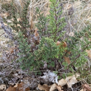 Cheilanthes sieberi subsp. sieberi at Campbell, ACT - 9 Jun 2023 11:47 AM