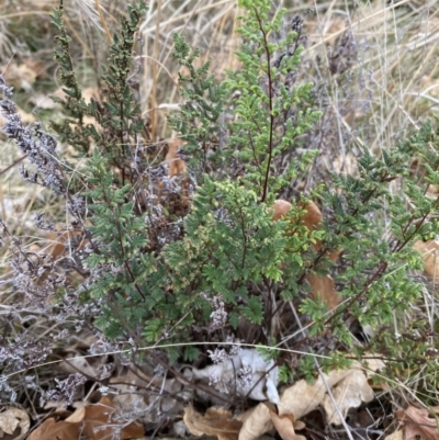 Cheilanthes sieberi subsp. sieberi (Mulga Rock Fern) at Ainslie volcanic grassland - 9 Jun 2023 by echidna11