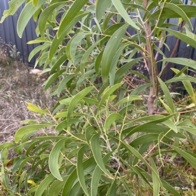 Acacia melanoxylon (Blackwood) at Ainslie volcanic grassland - 9 Jun 2023 by echidna11