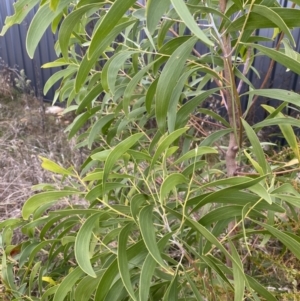 Acacia melanoxylon at Campbell, ACT - 9 Jun 2023