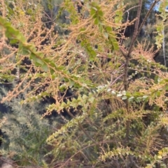 Acacia pravissima (Wedge-leaved Wattle, Ovens Wattle) at Ainslie volcanic grassland - 9 Jun 2023 by echidna11