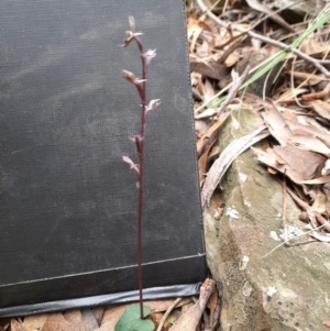 Acianthus exsertus at Manton, NSW - 9 Jun 2023