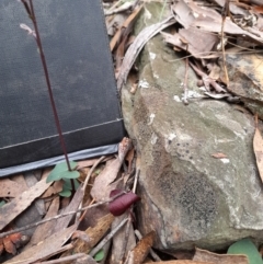 Acianthus exsertus at Manton, NSW - 9 Jun 2023