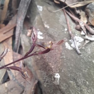 Acianthus exsertus at Manton, NSW - suppressed