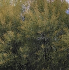 Acacia boormanii (Snowy River Wattle) at Ainslie volcanic grassland - 9 Jun 2023 by echidna11