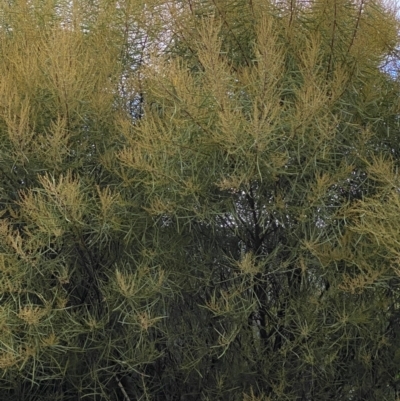 Acacia boormanii (Snowy River Wattle) at Campbell, ACT - 9 Jun 2023 by echidna11