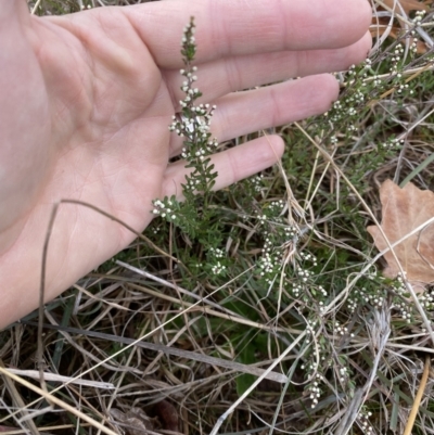 Cryptandra amara (Bitter Cryptandra) at Ainslie volcanic grassland - 9 Jun 2023 by echidna11