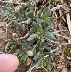 Stackhousia monogyna (Creamy Candles) at Ainslie volcanic grassland - 9 Jun 2023 by echidna11