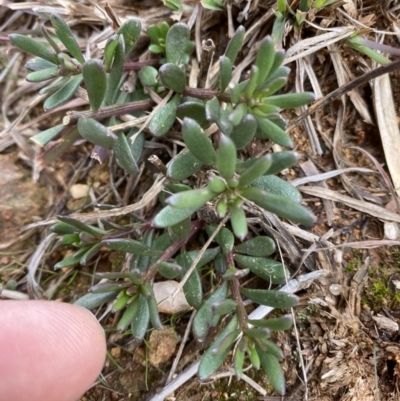 Stackhousia monogyna (Creamy Candles) at Campbell, ACT - 9 Jun 2023 by echidna11