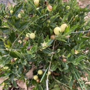 Solanum pseudocapsicum at Campbell, ACT - 9 Jun 2023