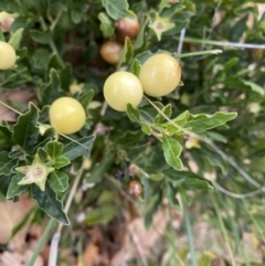 Solanum pseudocapsicum at Campbell, ACT - 9 Jun 2023 12:04 PM