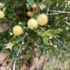 Solanum pseudocapsicum at Campbell, ACT - 9 Jun 2023