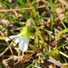 Viola odorata (Sweet Violet, Common Violet) at O'Malley, ACT - 11 Jun 2023 by Mike