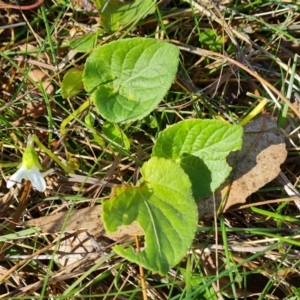 Viola odorata at O'Malley, ACT - 11 Jun 2023