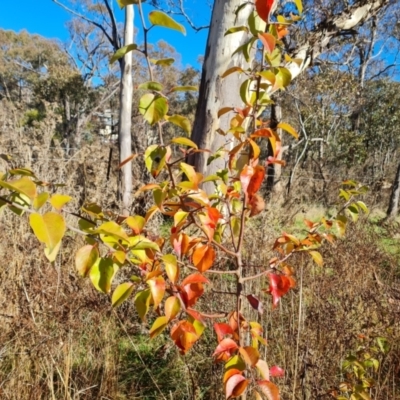 Pyrus calleryana (Callery Pear) at Mount Mugga Mugga - 11 Jun 2023 by Mike