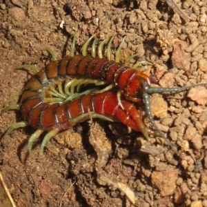 Cormocephalus aurantiipes at Hall, ACT - 4 Jun 2023