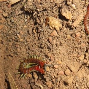 Cormocephalus aurantiipes at Hall, ACT - 4 Jun 2023