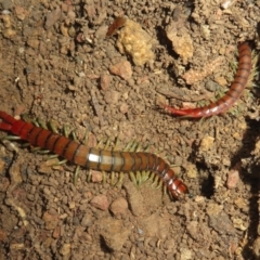 Cormocephalus aurantiipes at Hall, ACT - 4 Jun 2023