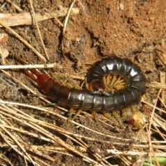 Cormocephalus aurantiipes at Hall, ACT - 4 Jun 2023 03:40 PM