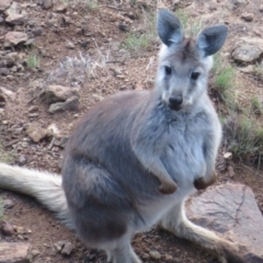 Osphranter robustus (Wallaroo) at Woodstock Nature Reserve - 9 Jun 2023 by Christine