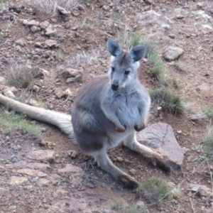 Osphranter robustus robustus at Coree, ACT - 9 Jun 2023