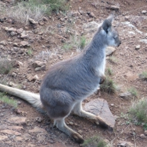 Osphranter robustus robustus at Coree, ACT - 9 Jun 2023