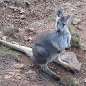 Osphranter robustus robustus at Coree, ACT - 9 Jun 2023 04:12 PM