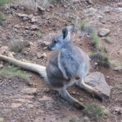 Osphranter robustus robustus at Coree, ACT - 9 Jun 2023