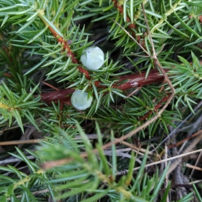 Juniperus communis (Juniper) at Fadden, ACT - 11 Jun 2023 by KumikoCallaway