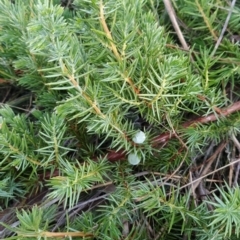 Juniperus communis at Fadden, ACT - 11 Jun 2023