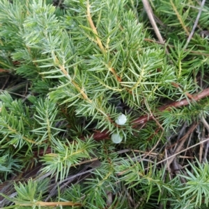 Juniperus communis at Fadden, ACT - 11 Jun 2023