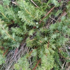 Juniperus communis at Fadden, ACT - 11 Jun 2023