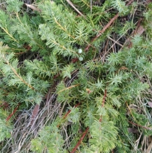 Juniperus communis at Fadden, ACT - 11 Jun 2023