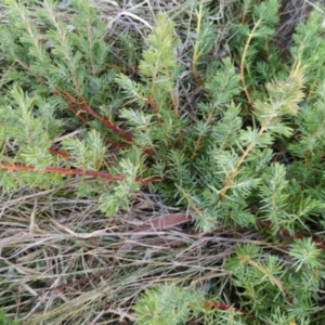 Juniperus communis at Fadden, ACT - 11 Jun 2023